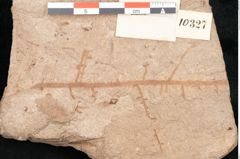 Foto (Detailansicht) von Podozamites malvernicus Ettingshausen (NHMW-GEO-2024-0188-10327)